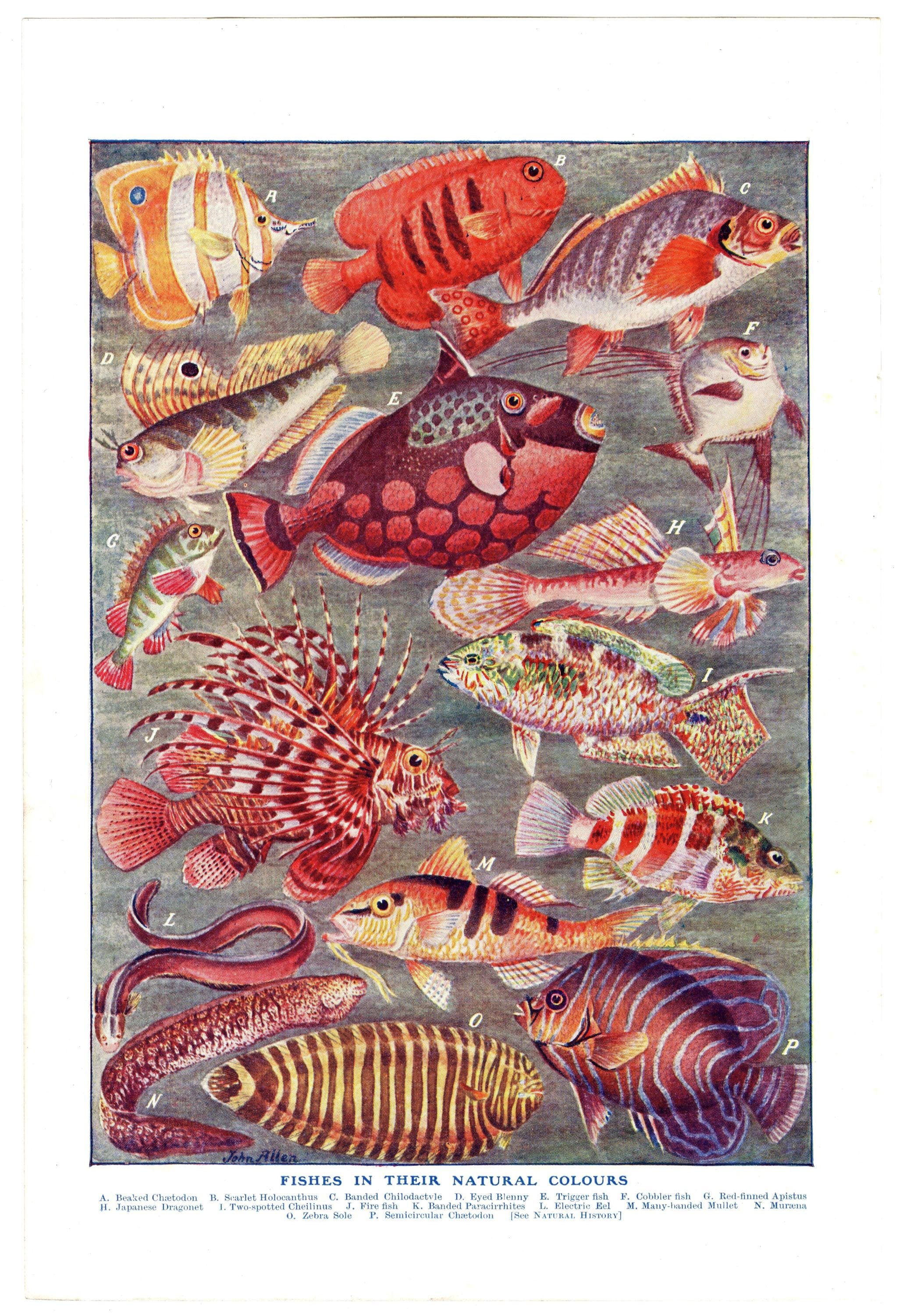 OCEAN FISH lithograph. Circa 1930, original