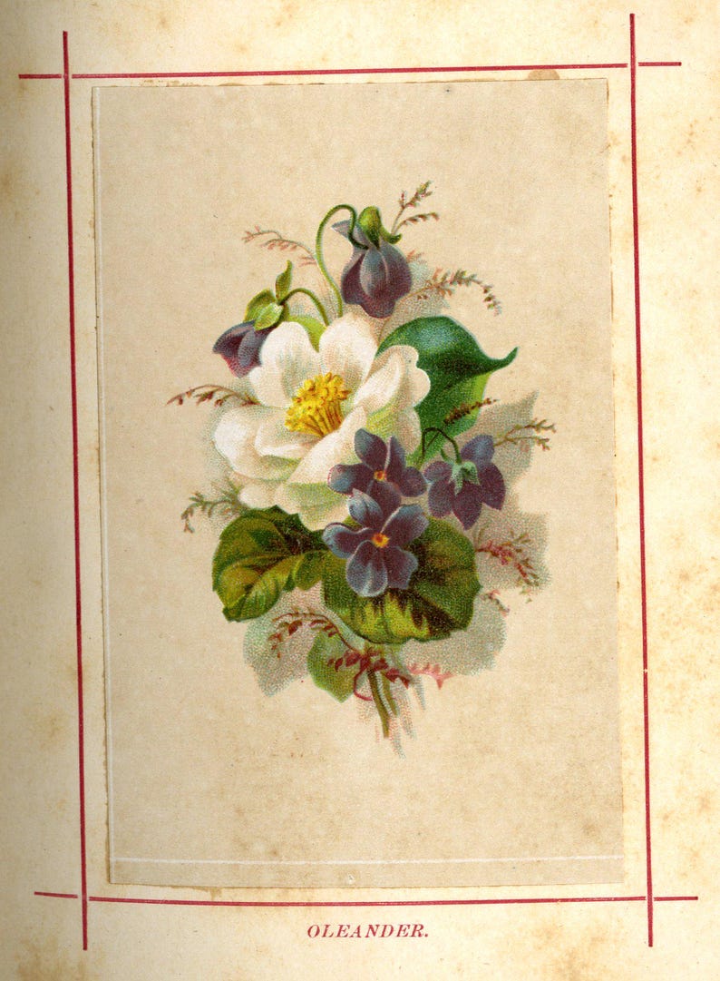 May include: A vintage botanical illustration of a floral arrangement featuring a large white flower with a yellow center, surrounded by small purple flowers and green leaves. The word "OLEANDER" is printed at the bottom.