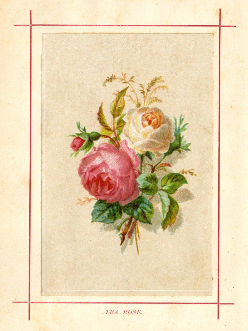 May include: A vintage illustration of a bouquet of tea roses. The arrangement features a large pink rose, a cream-colored rose, and a small rosebud, all surrounded by green leaves. The text "TEA ROSE" is at the bottom.