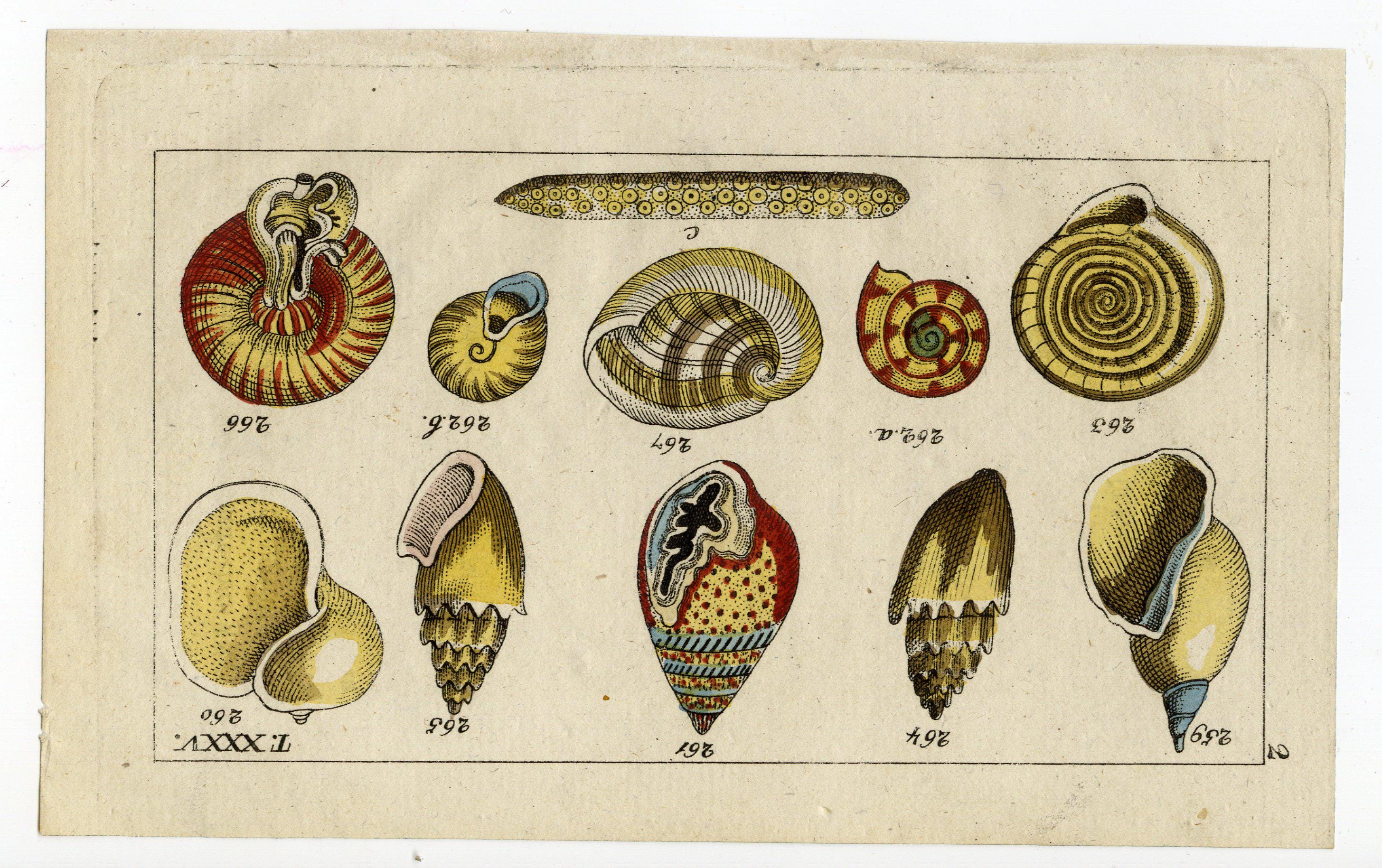 HAND COLORED SEASHELL Print. Circa 1890, Original & Vintage - Etsy