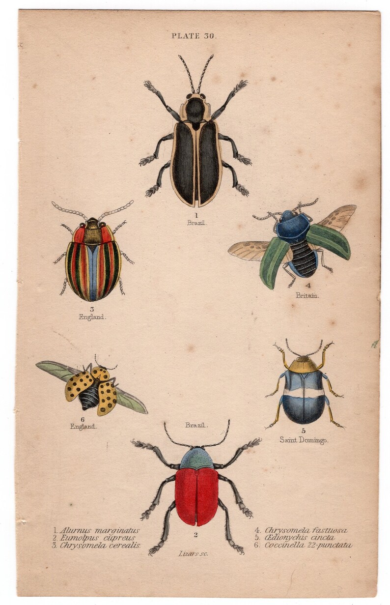 Pair of hand colored prints of beetles / bugs / insects. Circa 1900, vintage. image 1