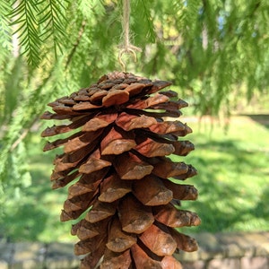 May include: A large, brown pine cone suspended by twine. The cone's scales are layered, creating a textured appearance. The background features green foliage and a brick wall, suggesting an outdoor setting.