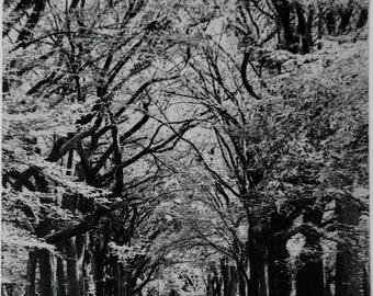 Central Park BW 2011