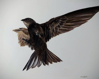 Swift in Flight Artwork - 50% of Profits will go to the Swift Conservation Charity