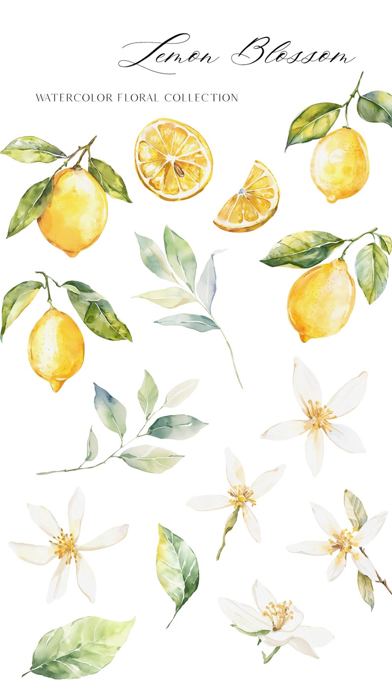 May include: Watercolor illustration of lemon blossoms, leaves, and lemons. The illustration is part of a watercolor floral collection.