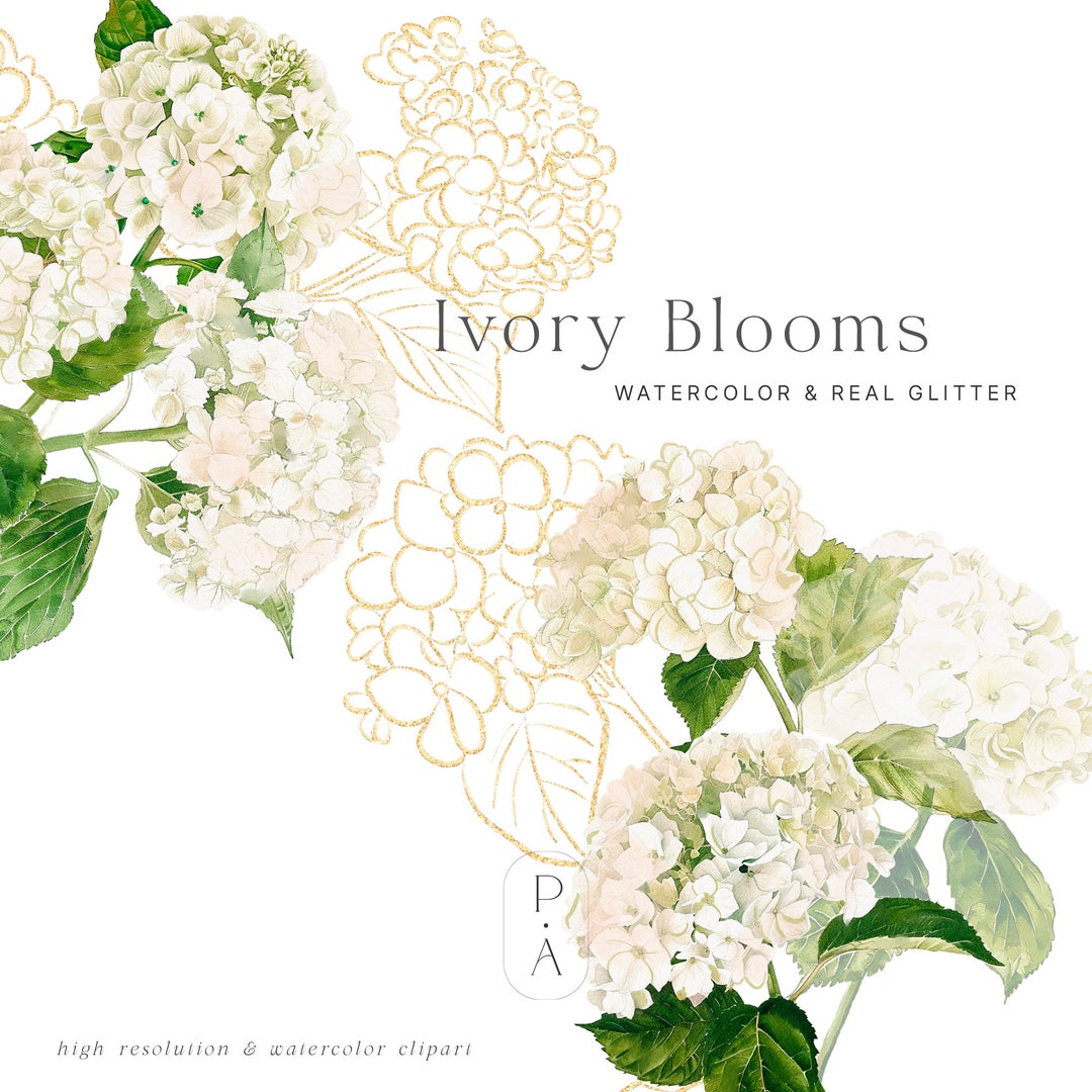 White Hydrangea Watercolor Clipart - Hydrangea Arrangements - Gold and ...