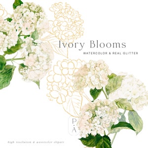 Clipart aquarelle hortensia blanc - arrangements d'hortensias - or et ivoire - fleurs élégantes