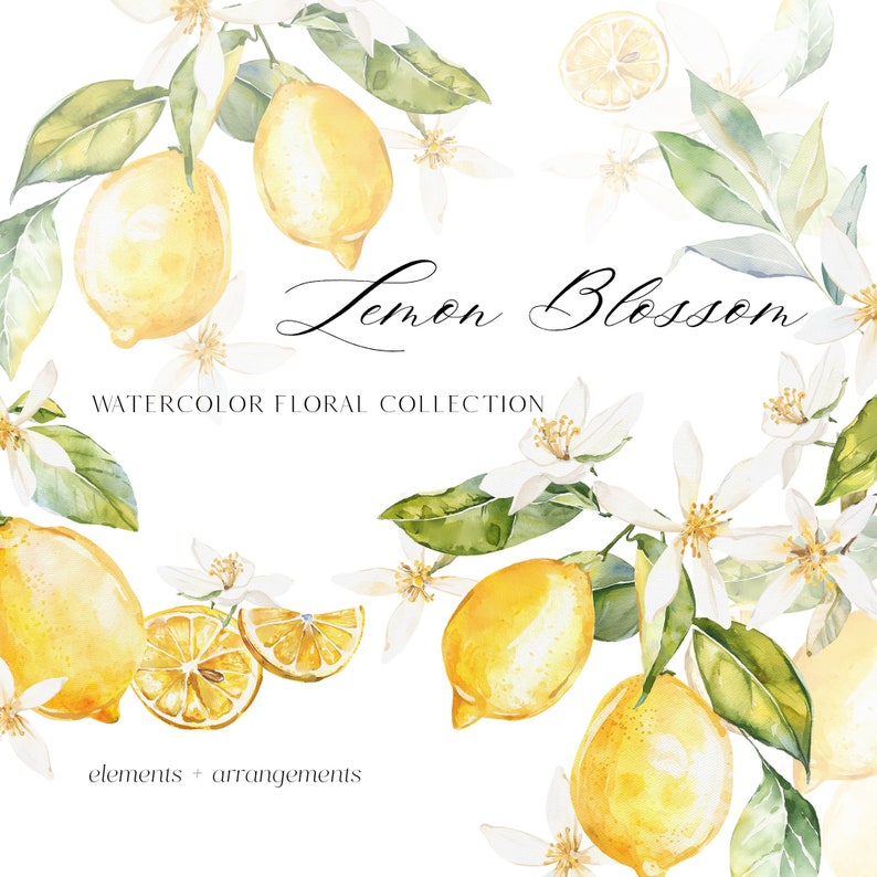 May include: Watercolor illustration of lemon blossoms and lemons. The illustration is part of a floral collection and includes elements and arrangements.