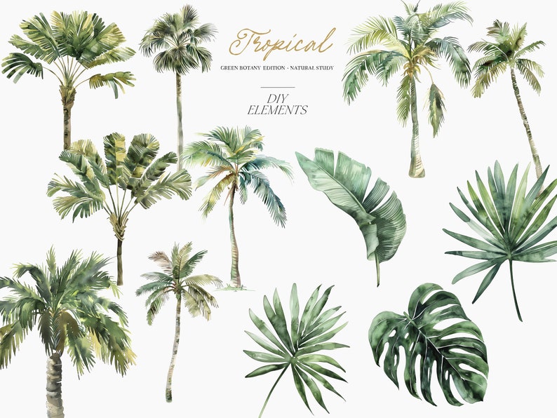 May include: A set of watercolor illustrations of tropical plants, including palm trees, banana leaves, and monstera leaves. The illustrations are in shades of green and are perfect for adding a touch of the tropics to your designs.