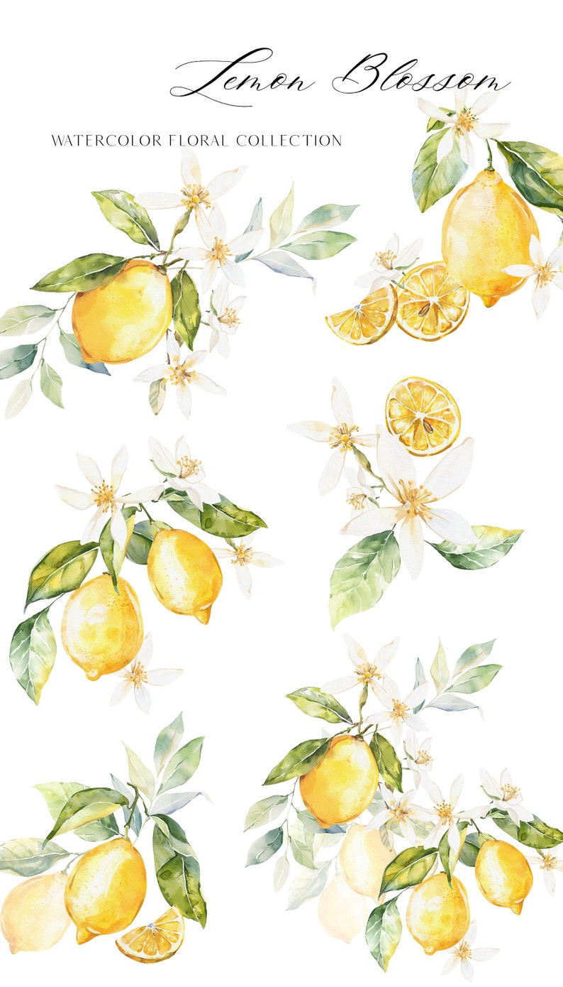 May include: Watercolor illustration of lemon blossoms and lemons. The illustration features branches with green leaves, white flowers, and yellow lemons. The text "Lemon Blossom Watercolor Floral Collection" is at the top of the image.