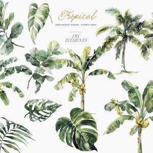 May include: Watercolor illustrations of tropical plants, including palm trees, banana trees, monstera leaves, and ficus leaves. The illustrations are in shades of green and yellow, and are perfect for creating tropical-themed designs.