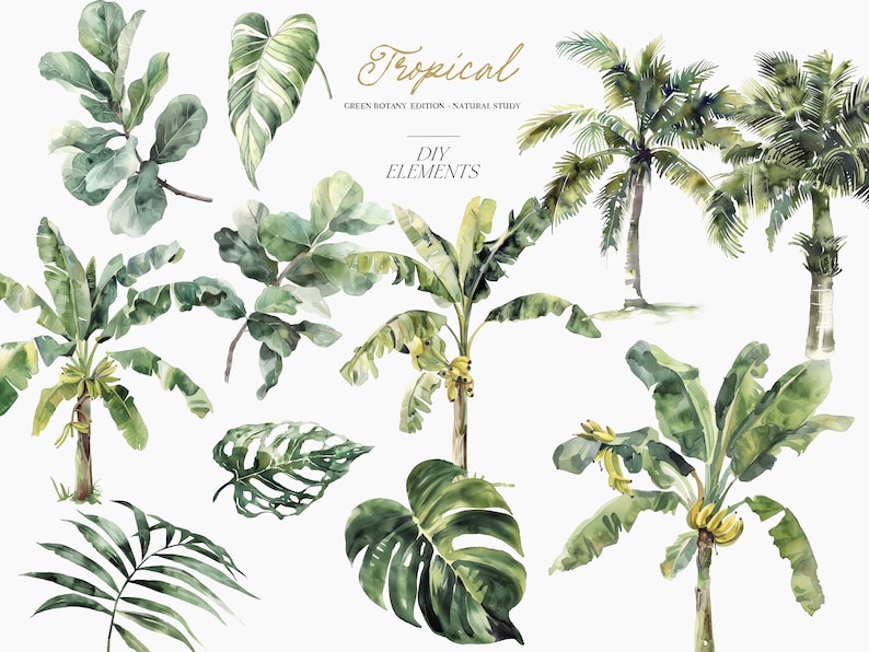 May include: Watercolor illustrations of tropical plants, including palm trees, banana trees, monstera leaves, and ficus leaves. The illustrations are in shades of green and yellow, and are perfect for creating tropical-themed designs.