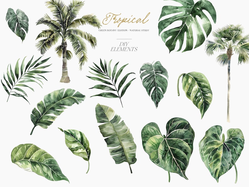 May include: Watercolor illustrations of tropical plants and leaves, including palm trees, monstera leaves, and banana leaves. The illustrations are in shades of green and are perfect for crafting and design projects.