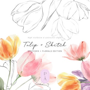 Aquarel Tulpen & Schetsen Clipart Set - Grafiet Schetsen - Bloemenelementen - Premade Arrangementen - Lente - Onbeperkte uitgebreide licentie
