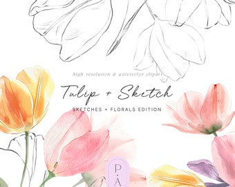 May include: Watercolor illustration of tulips in shades of pink, yellow, and white. The tulips are arranged in a bouquet with their stems extending outwards. The background is white. The text "Tulip + Sketch" is written in black cursive lettering above the tulips. The text "Sketches + Florals Edition" is written in black lettering below the tulips.