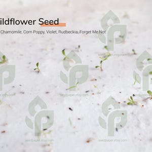 May include: Close-up of wildflower seeds sprouting, with text "Wildflower Seed" and a list of flower types: Wild Chamomile, Corn Poppy, Violet, Rudbeckia, Forget Me Not. The background is a light, textured surface with small sprouts.