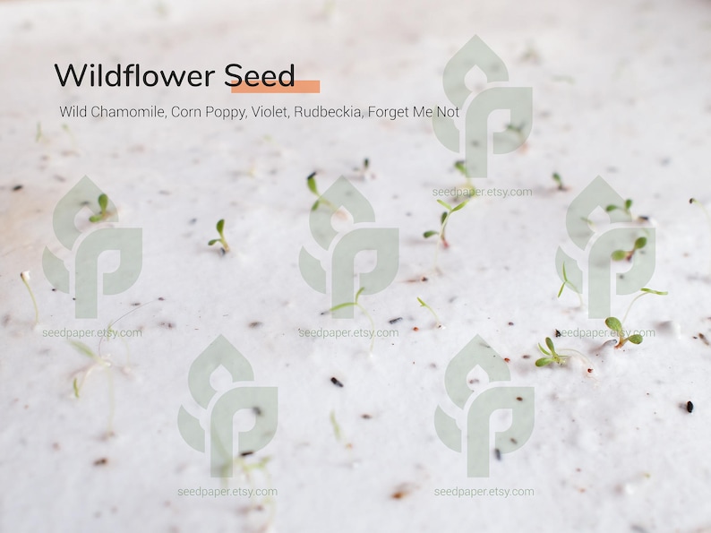 May include: Close-up of wildflower seeds sprouting, with text "Wildflower Seed" and a list of flower types: Wild Chamomile, Corn Poppy, Violet, Rudbeckia, Forget Me Not. The background is a light, textured surface with small sprouts.