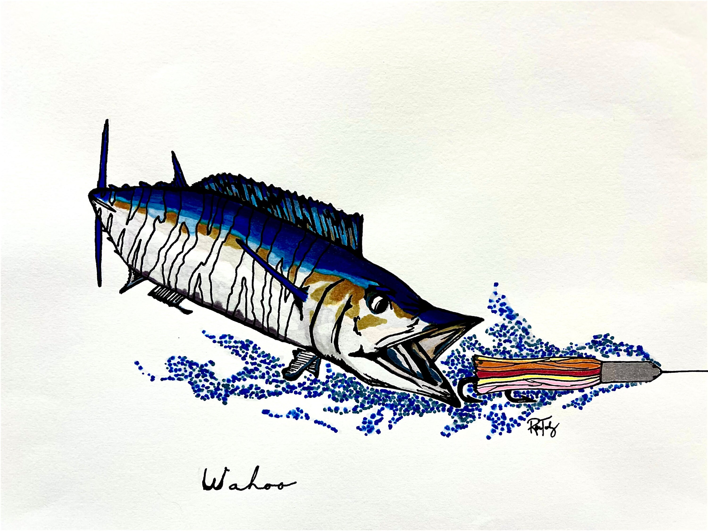 Water Colored Hand Drawn Wahoo Digital Image Etsy