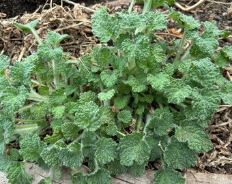 Gecertificeerde biologische witte malrove-Marrubium vulgare