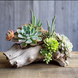 Natural Southern California Eucalyptus wood Handmade live Succulents Planter / centrepiece / Home decor