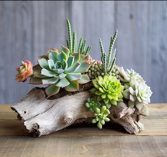 Natural Southern California Eucalyptus wood Handmade live Succulents  Planter / centrepiece / Home decor