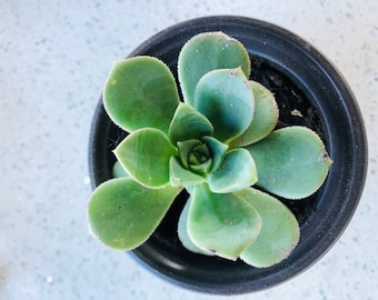 4” Aeonium Haworthi Green Succulent