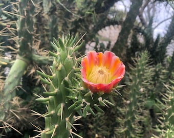 Flowering Fast Growing Eve’s Needle Cactus