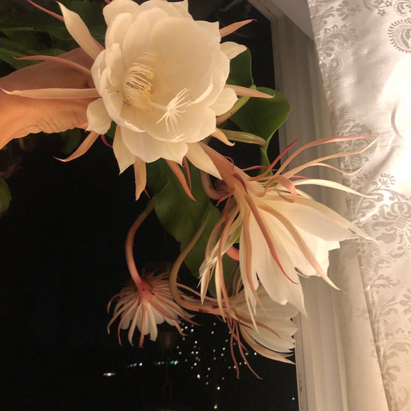 Epiphyllum Queen of the night rooted starter plant cacti