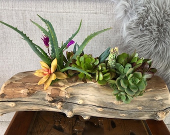 May include: A rustic wooden log planter with a variety of succulents and aloe plants. The planter is made from a natural log with a rough, weathered surface. The succulents are green, yellow, and purple.