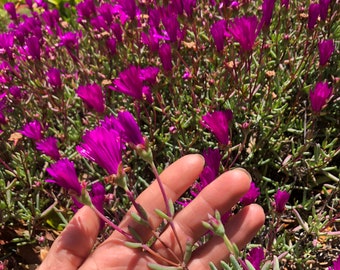 10 purple flowering ground cover cuttings