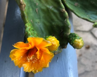 Blooming Cactus Pad