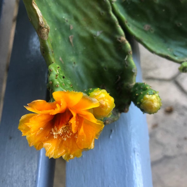 Blooming Cactus Pad