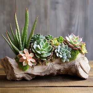 Driftwood Planter Live Succulent Arrangement / Centrepieces / Holiday decor