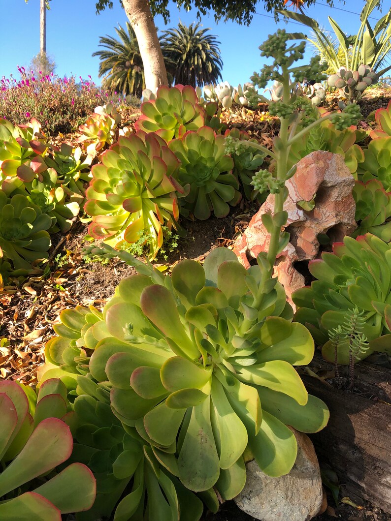 Irish Rose Succulent 5 Cuttings Etsy Australia