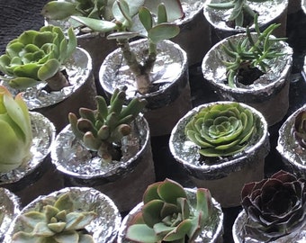 Rooted  succulents assortment 2” pots Live plants