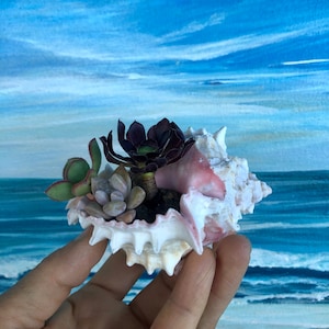 May include: A seashell planter with a variety of succulents. The shell is white and pink, and the succulents are green and dark purple. The background is a painting of a beach scene with a blue sky.