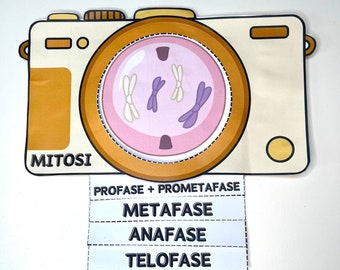 Fotografiando la mitosis