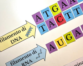 Attività pratica DNA/RNA/Proteine