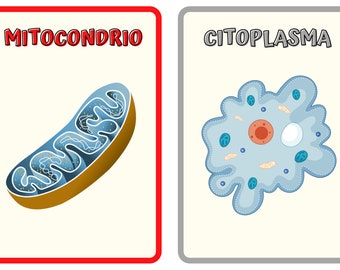 Flash Cards - Organuli cellula