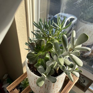 Succulent cuttings