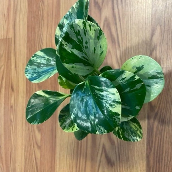 Peperomia, houseplant, indoor plant, tropical, easy to care for, great for hanging baskets