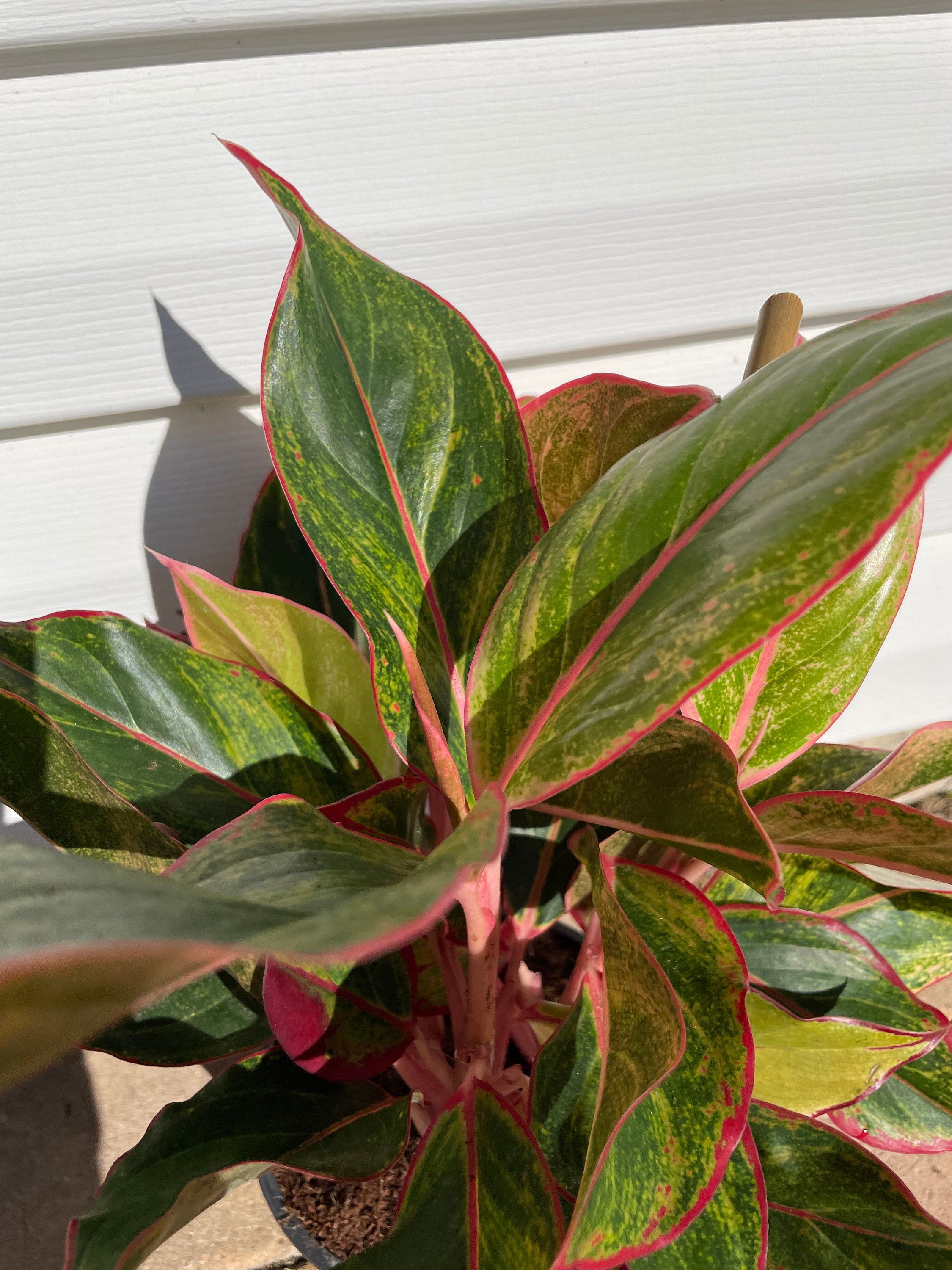 Pink Evergreen Aglaonema Pink (chinese Evergreen) – 4” Pot | Easy-care Indoor ...