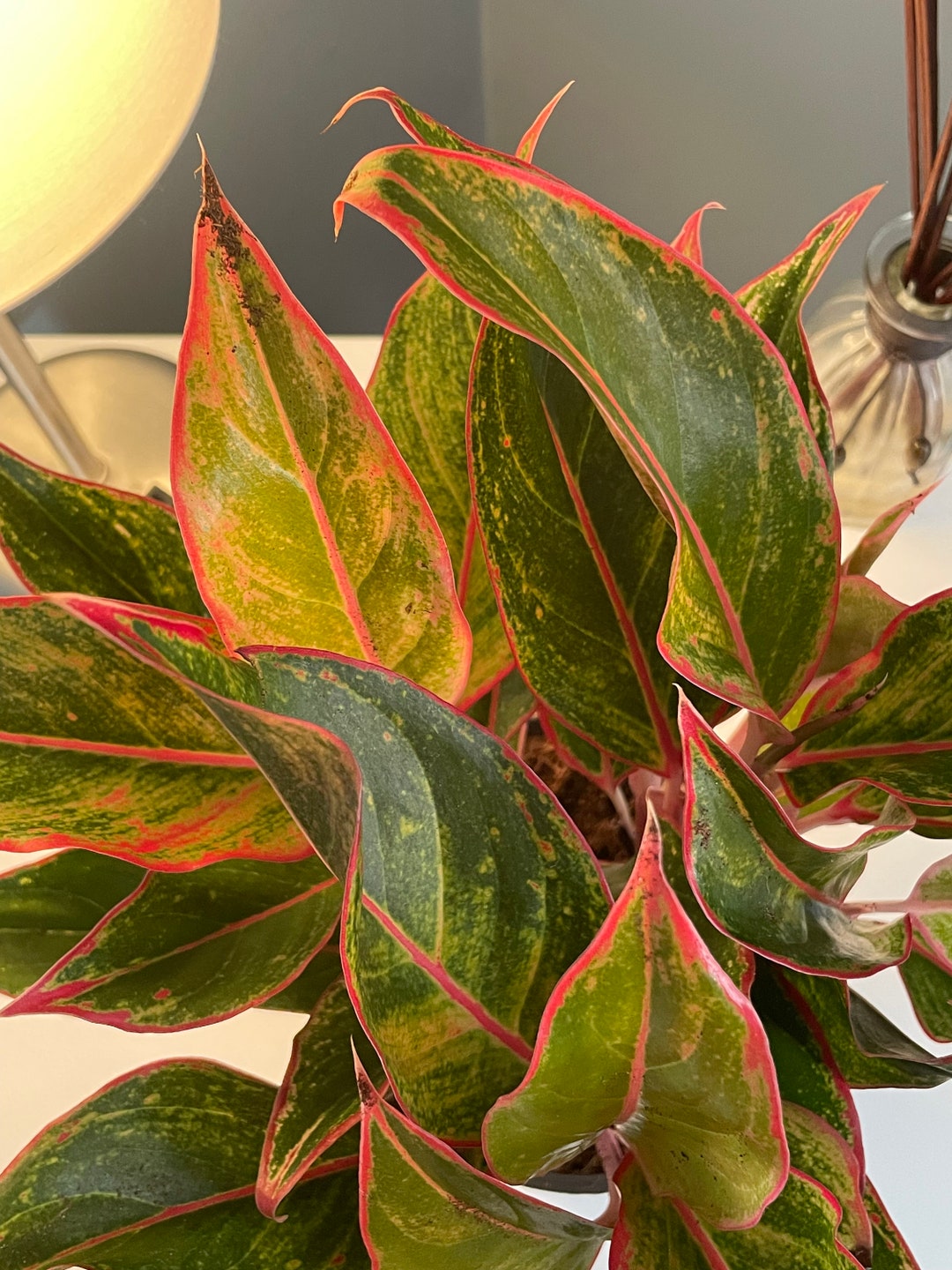 Pink Evergreen Aglaonema Pink (chinese Evergreen) – 4” Pot | Easy-care Indoor ...