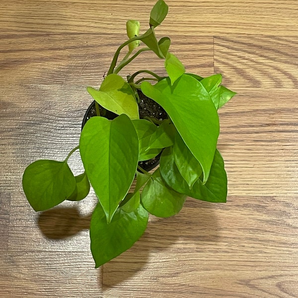 Neon Pothos, indoor plant, houseplant, Yellow Chakra Garden, neon green, vine plant, unique, hanging basket, fast growing, easy care