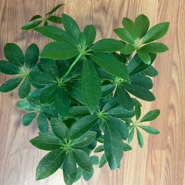 Schefflera - Umbrella plant, indoor plant, houseplant, unique and exotic, easy to care for, beautiful, variegated, Yellow Chakra Garden