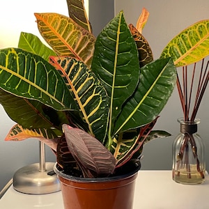 Croton