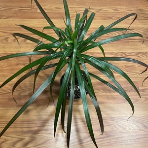 Madagascar Dragon Tree: Easy-Care Live Houseplant