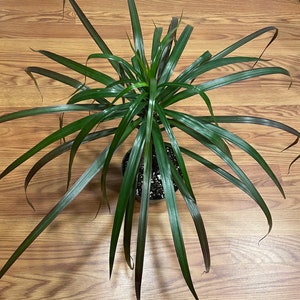 Madagascar Dragon Tree, Live Plant, Easy to Care For, Can Grow 6 Feet Tall indoors, Drought Tolerant, Houseplant