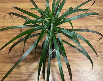 Madagascar Dragon Tree (Dracaena Marginata) – 4” Pot | Easy-Care Indoor Houseplant | Low Maintenance