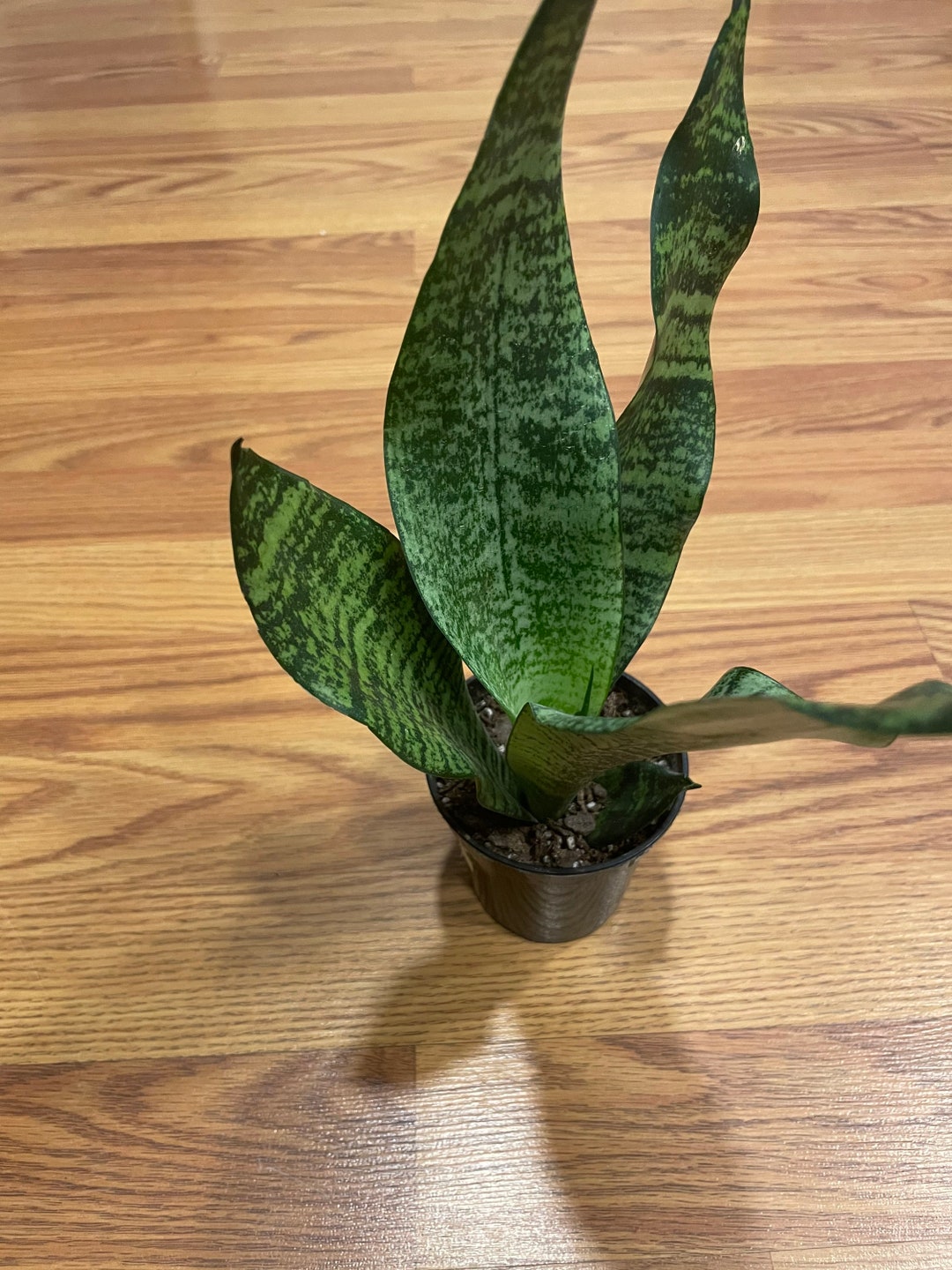 Snake Plant, Live, Easy to Care For, Drought Tolerant, Beginner Plant